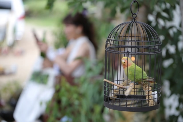 新郎新婦と一緒にウェディングに参加しているインコ