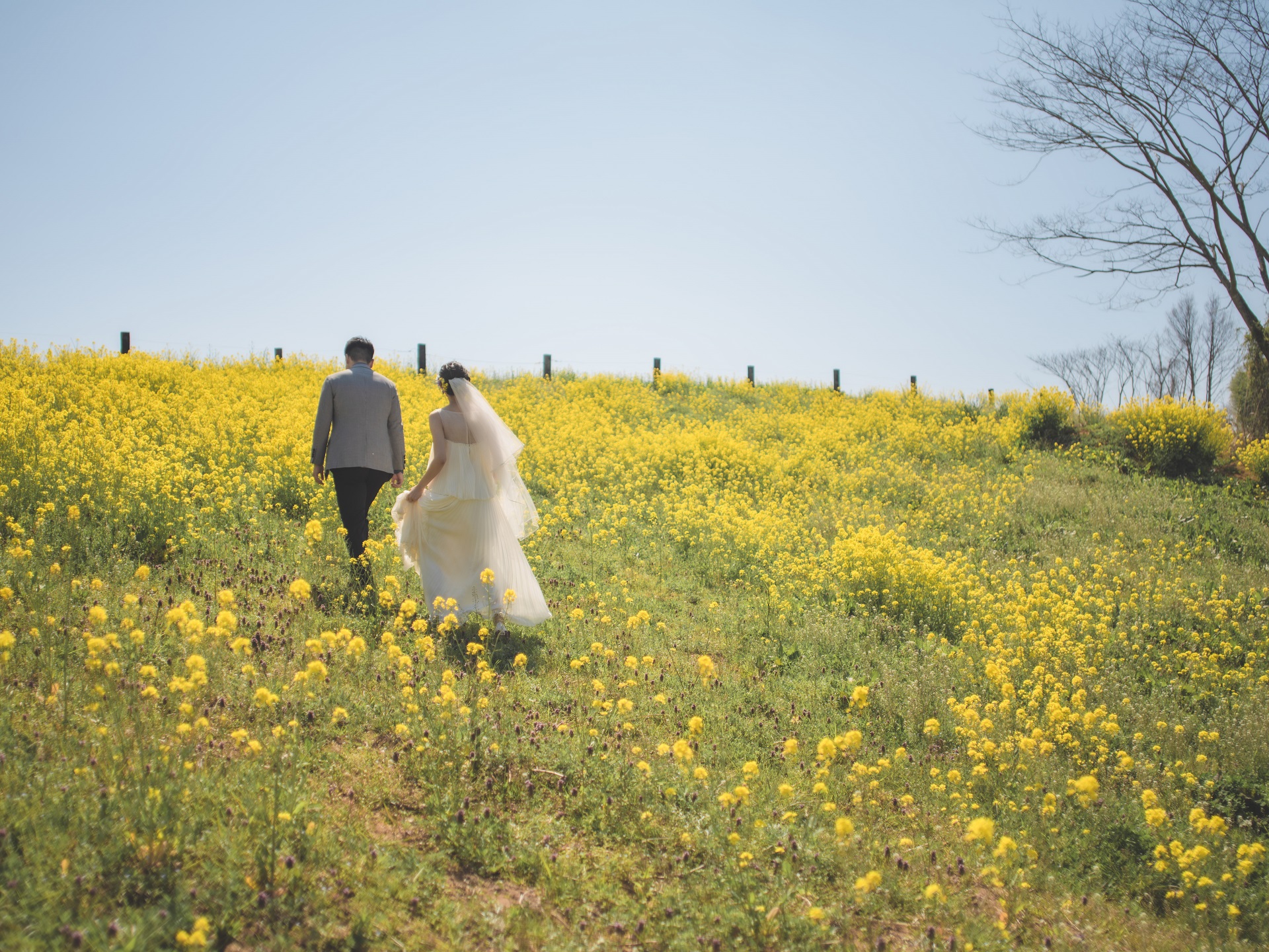 広島砂谷牧場の菜の花畑でのロケーションフォト。